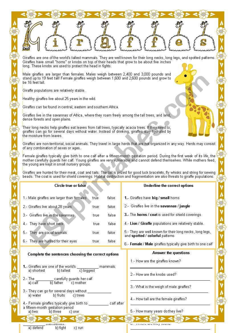 Giraffes - Reading comprehension + 4 different exercises + fully editable