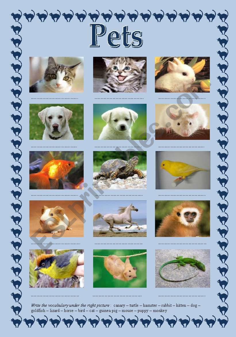 pets worksheet