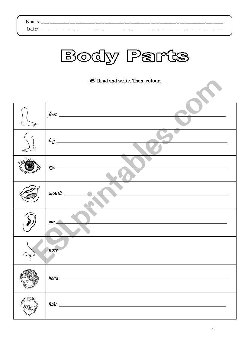 Body Parts worksheet