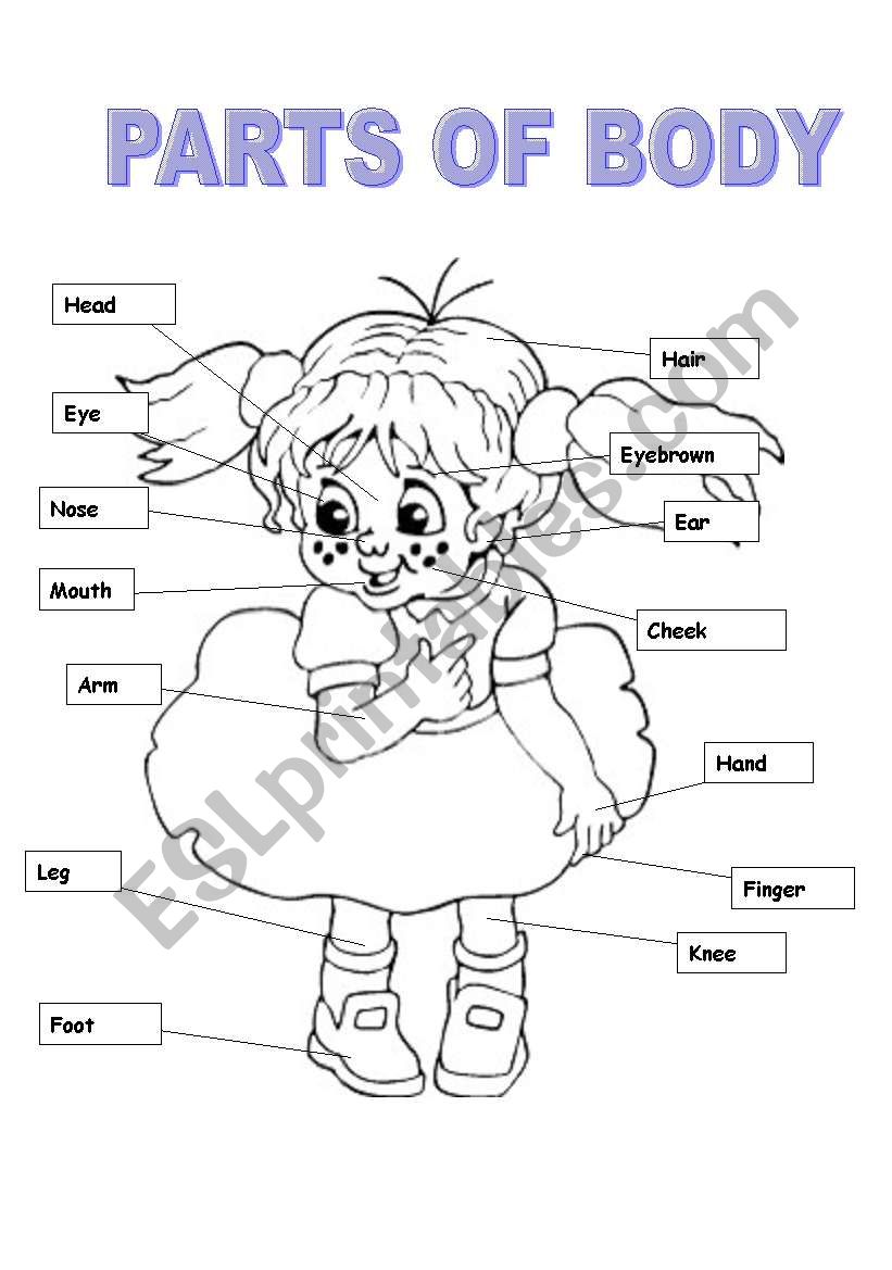 Parts of Body worksheet