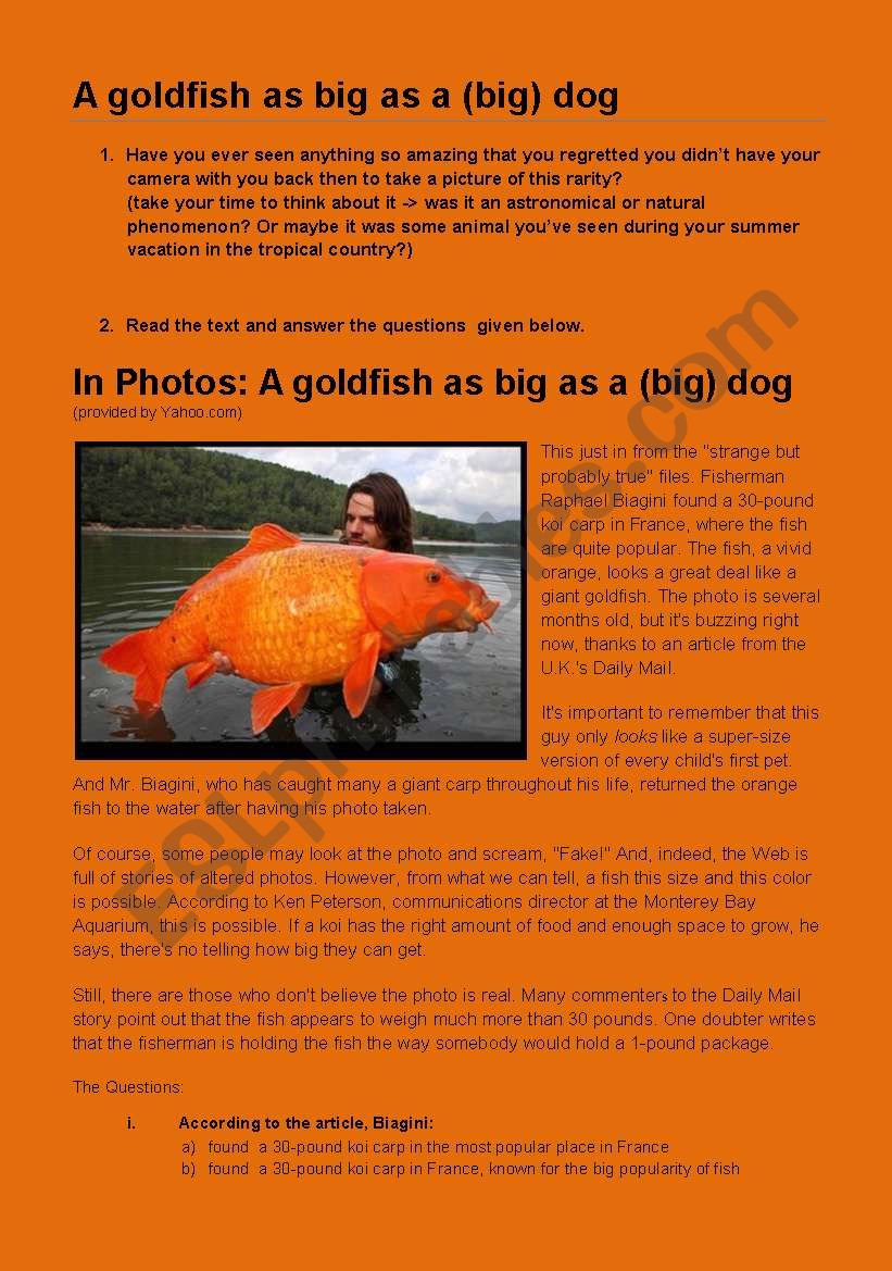 A GOLDFISH AS BIG AS A BIG DOG