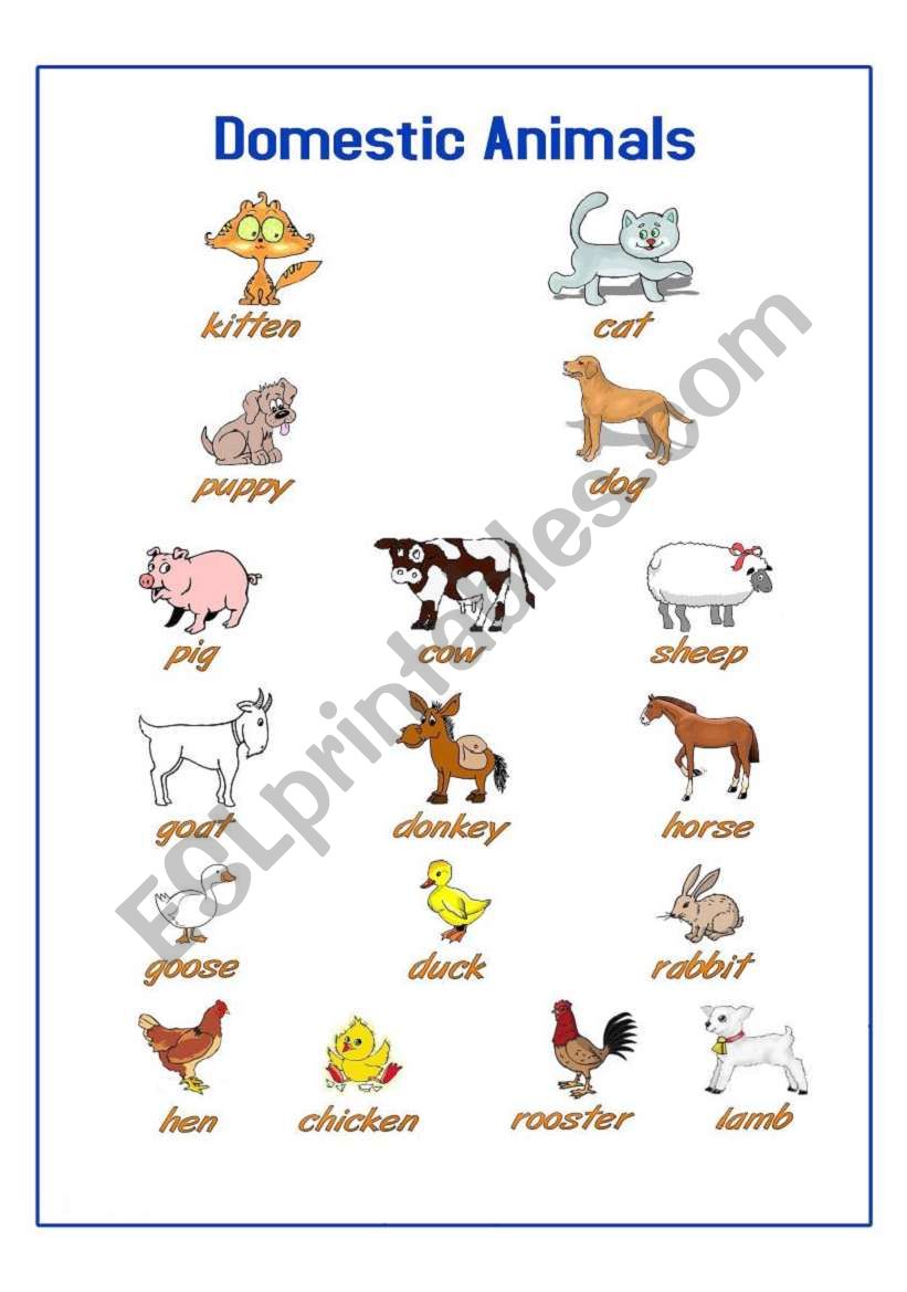 Domestic Animals worksheet