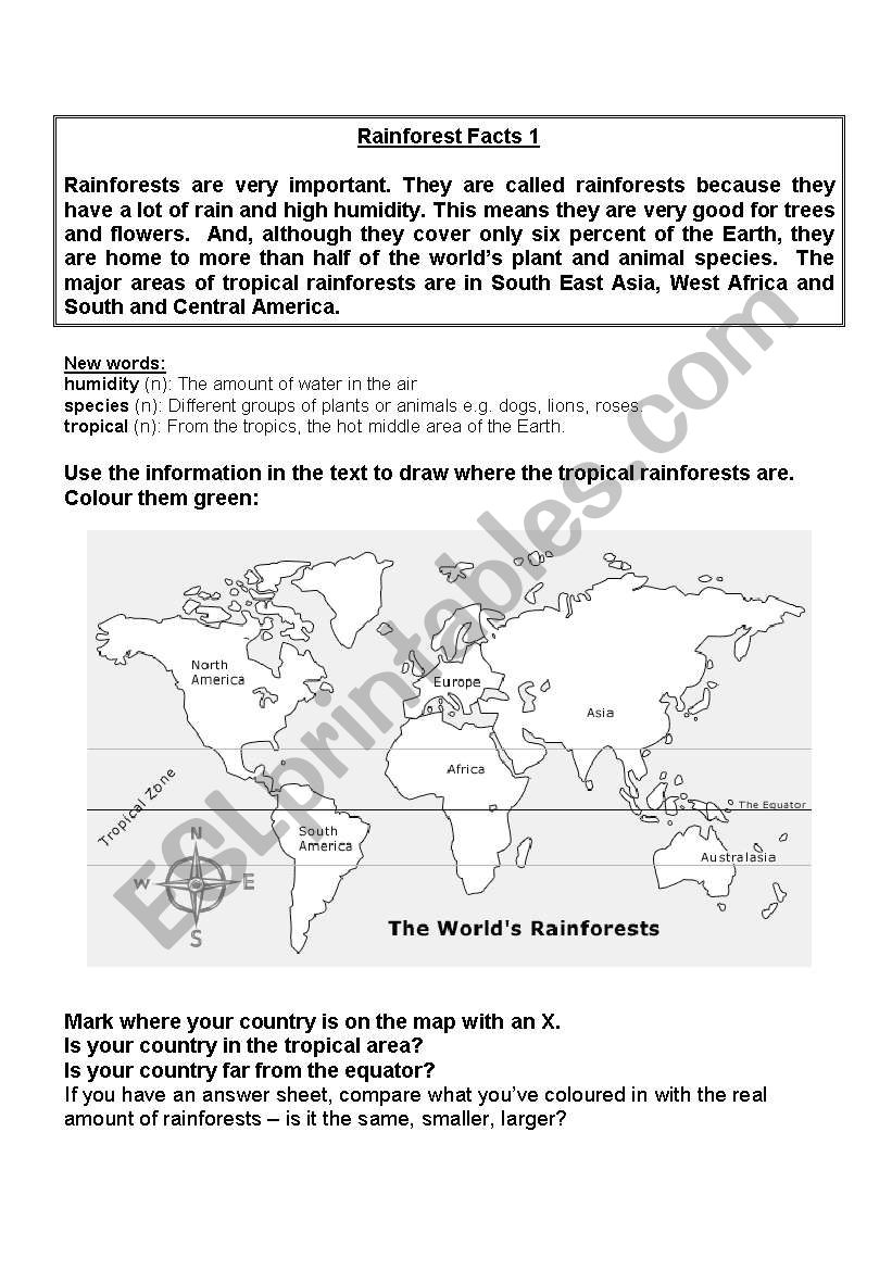 rain forest worksheet