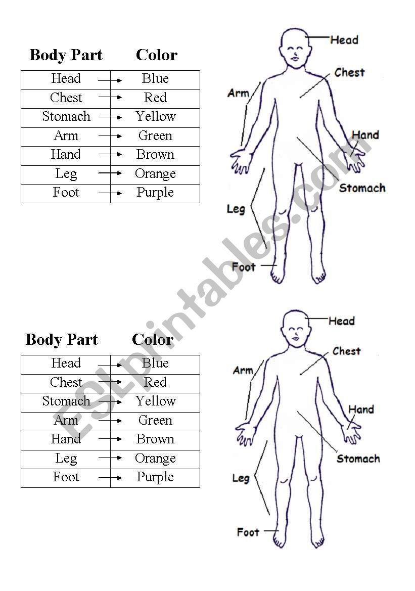 body parts worksheet