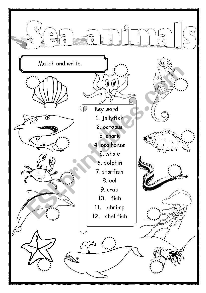 Sea animals worksheet
