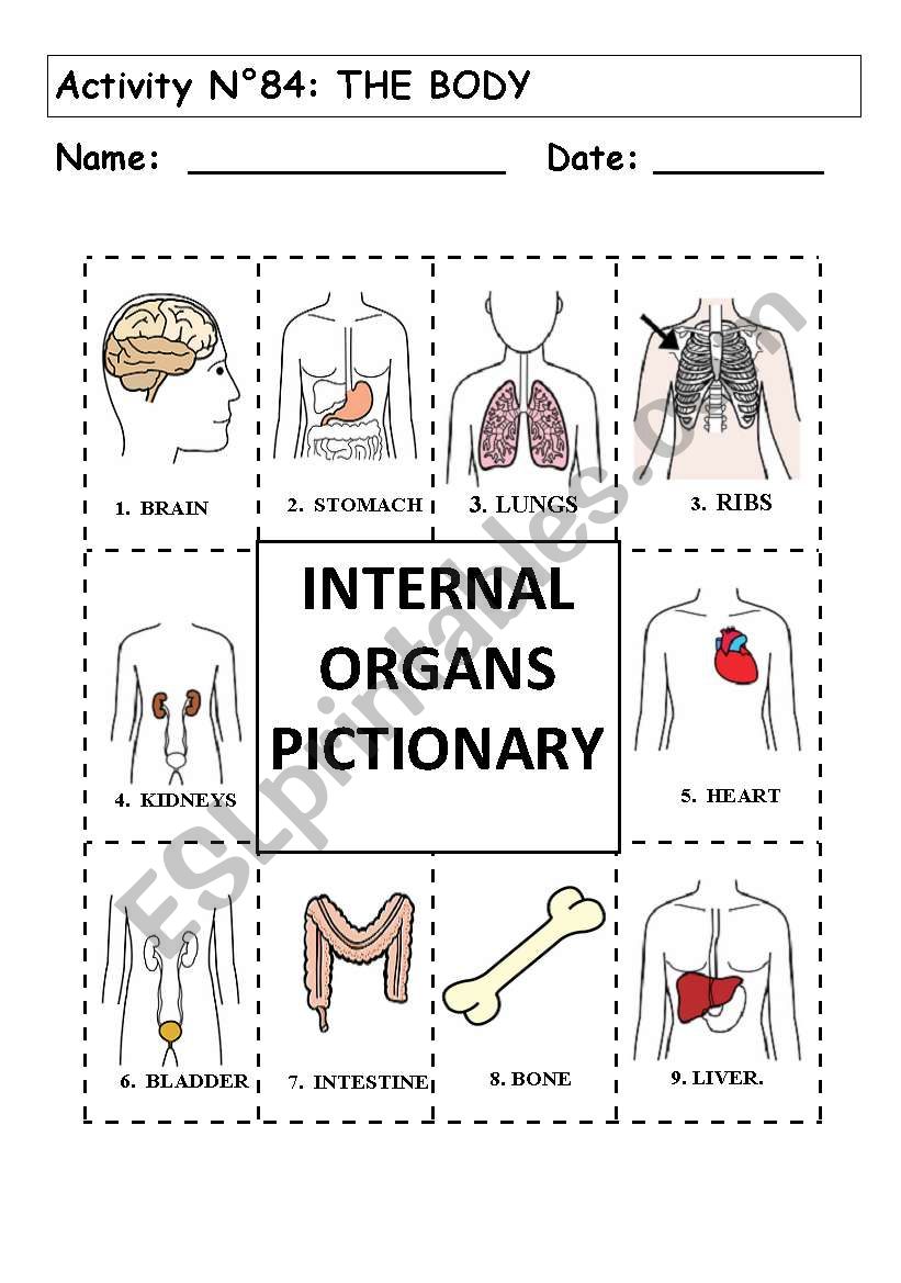 No 84:  THE BODY   INTERNAL ORGANS PICTIONARY