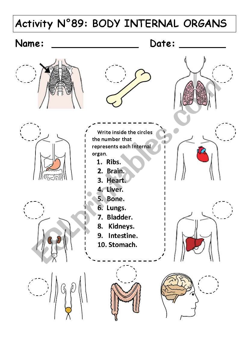 No 89:  BODY INTERNAL ORGANS  worksheet