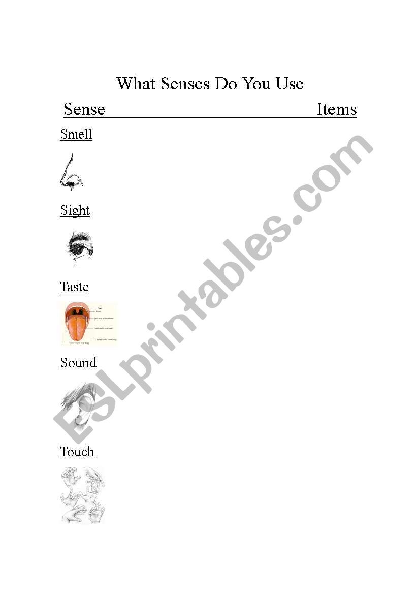 What senses do you use? worksheet