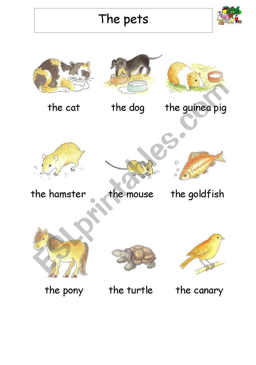 Pets worksheet