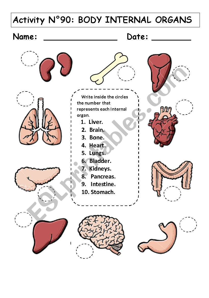 No 90  BODY INTERNAL ORGANS worksheet