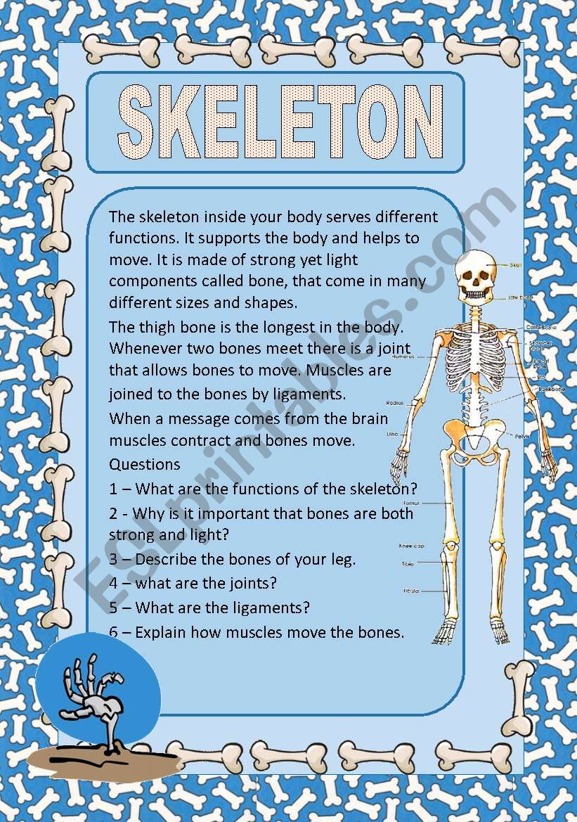 The human skeleton worksheet