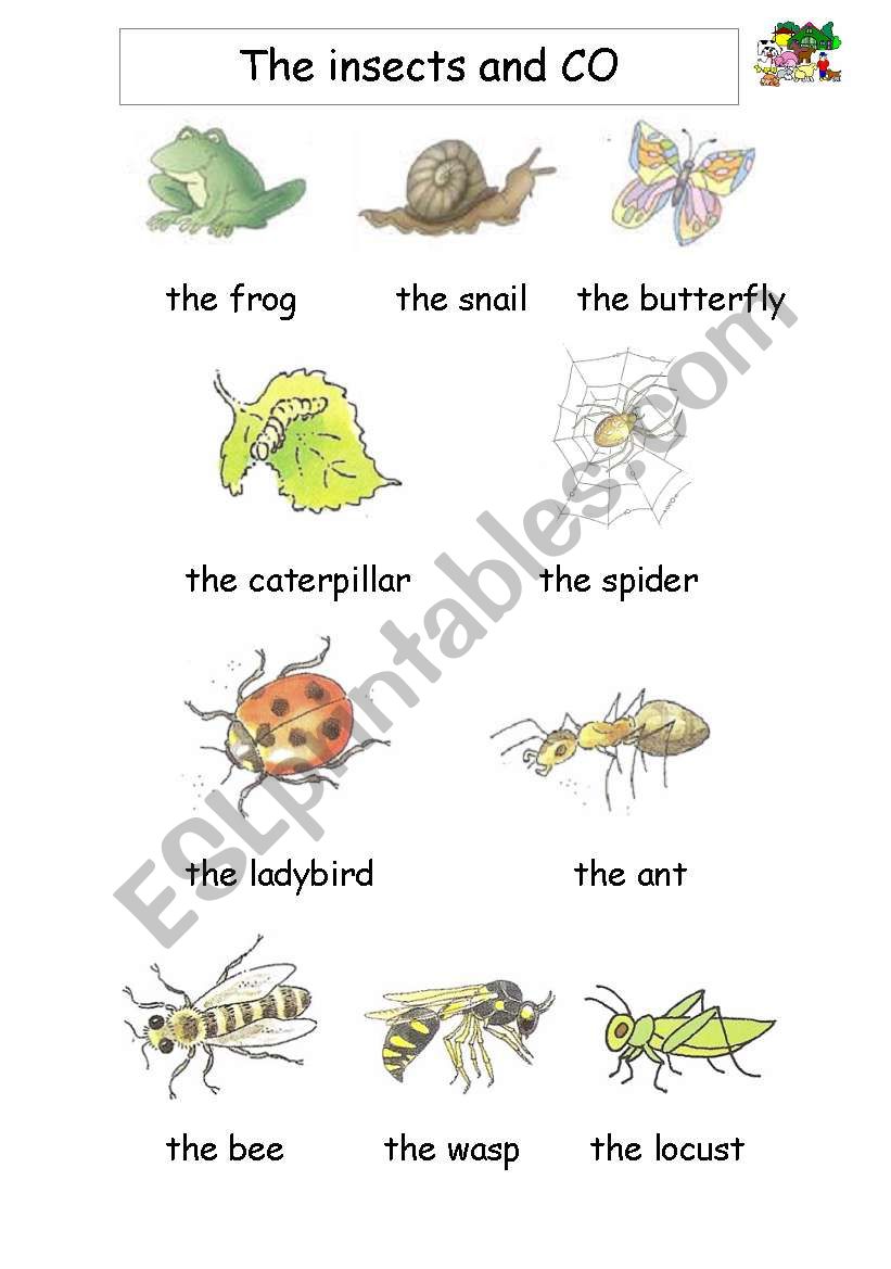 Insects and Co worksheet