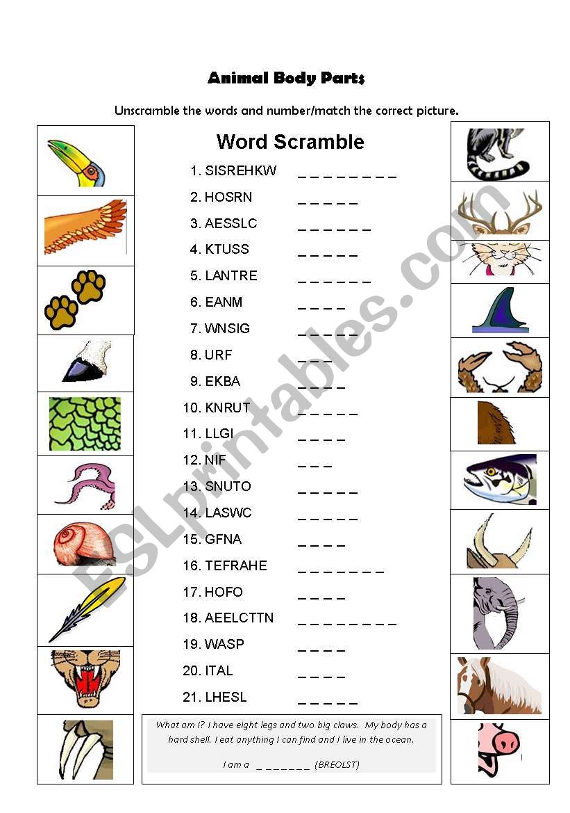 Animal Body Parts worksheet