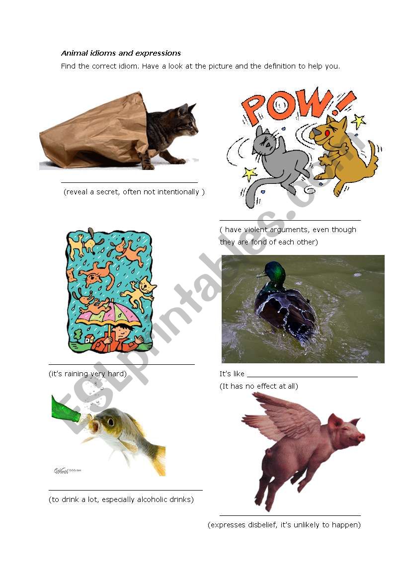 Animal idioms and expressipon worksheet
