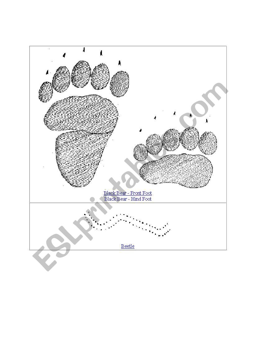 Animal tracks worksheet