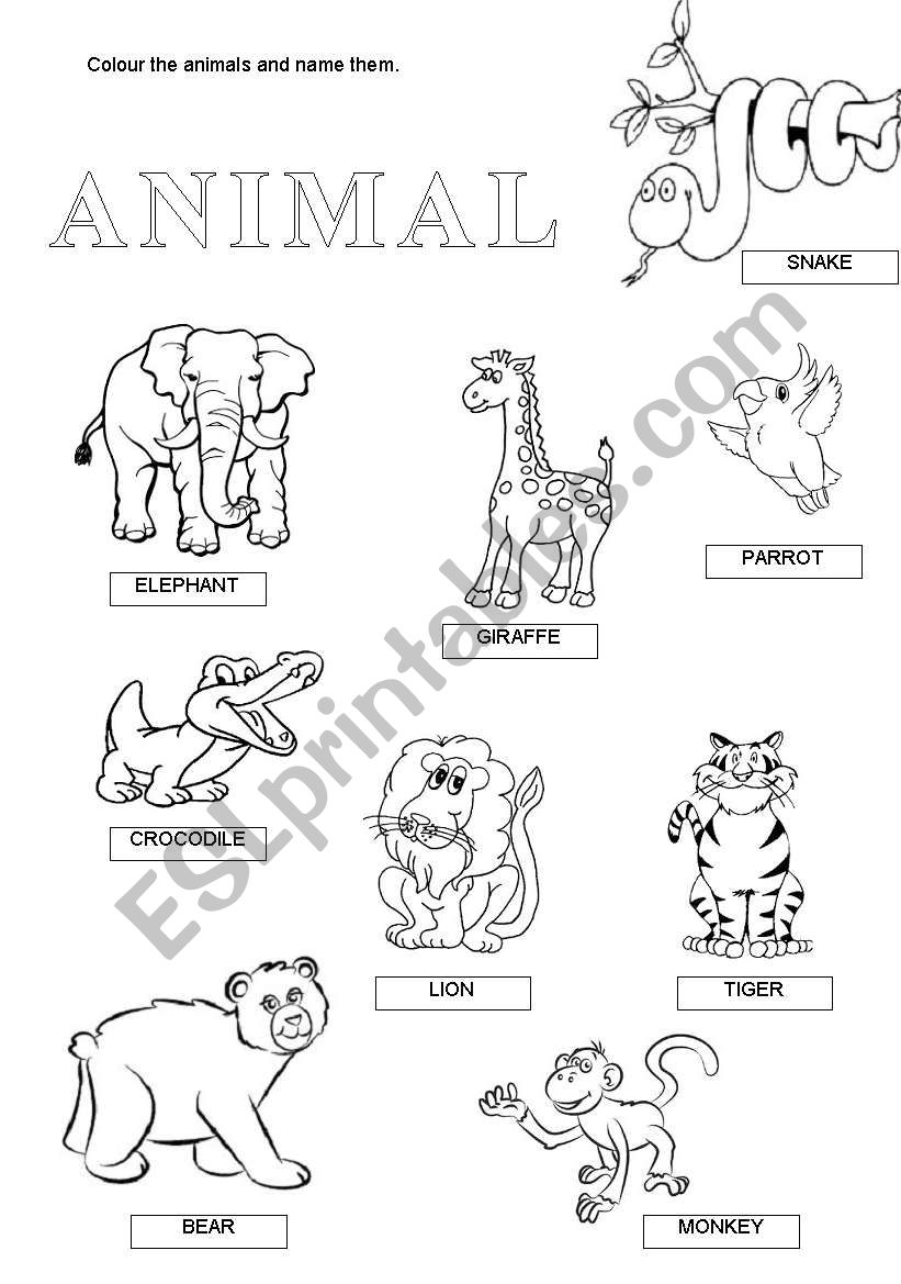 wild animals worksheet