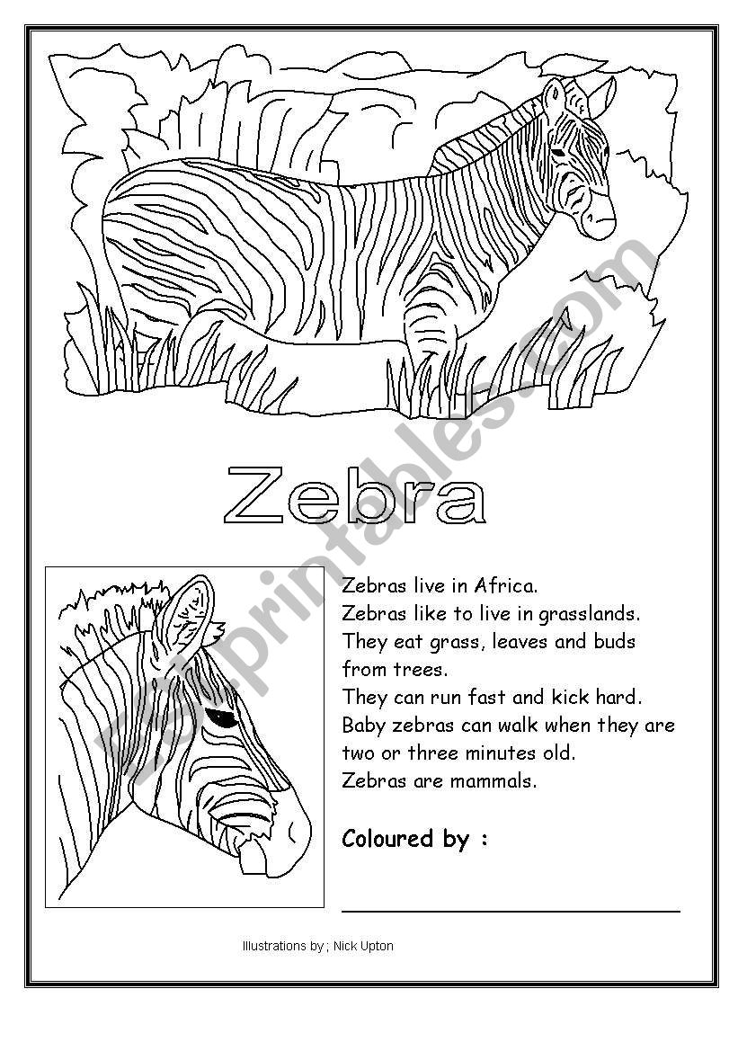 zebra coloring worksheet