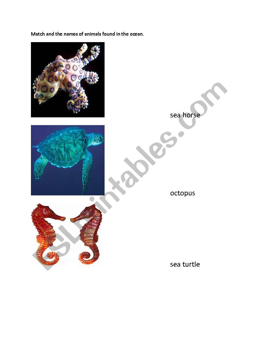 Ocean animals worksheet