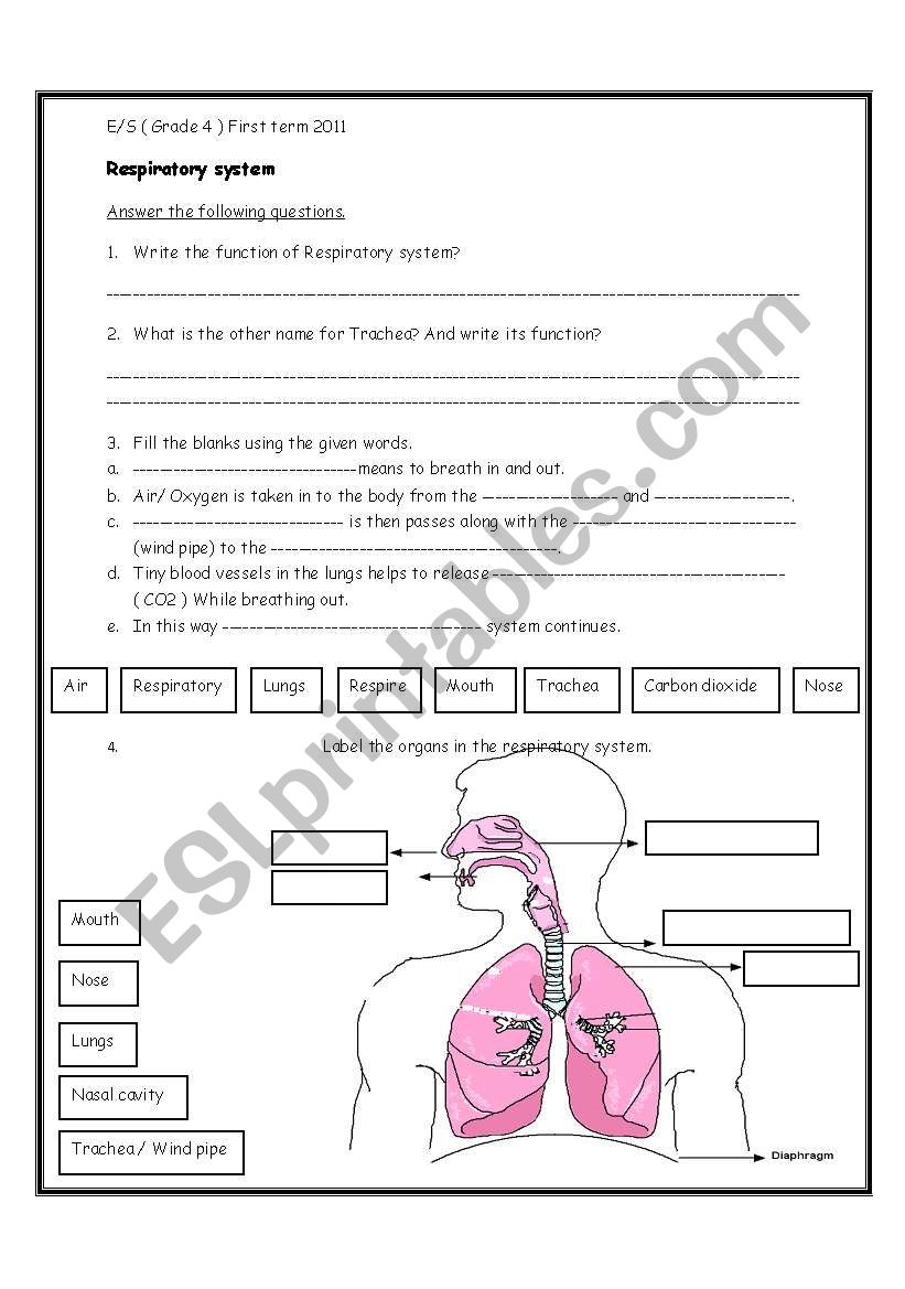 respiratory system - ESL worksheet by ihusan Throughout The Respiratory System Worksheet