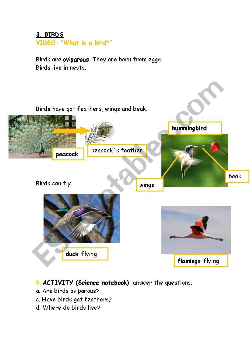 Birds. Explanation with questions. Great for Science