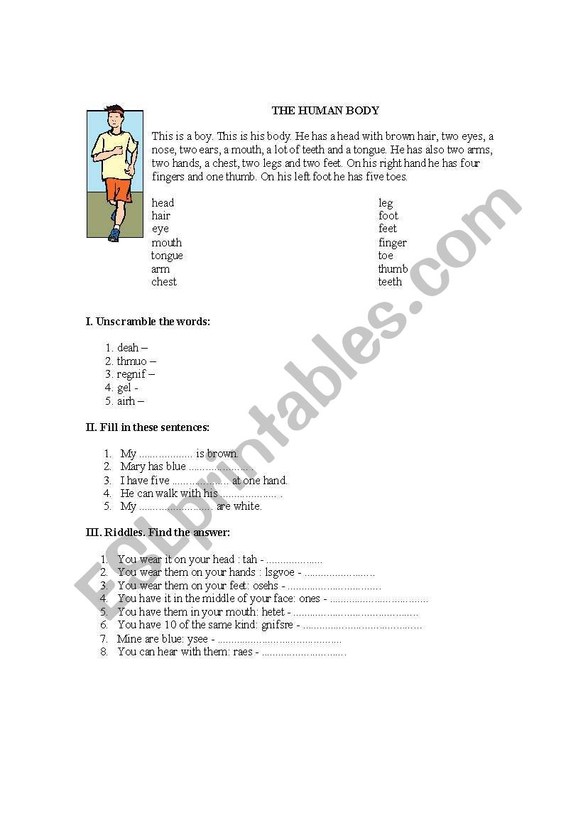 The Human Body worksheet