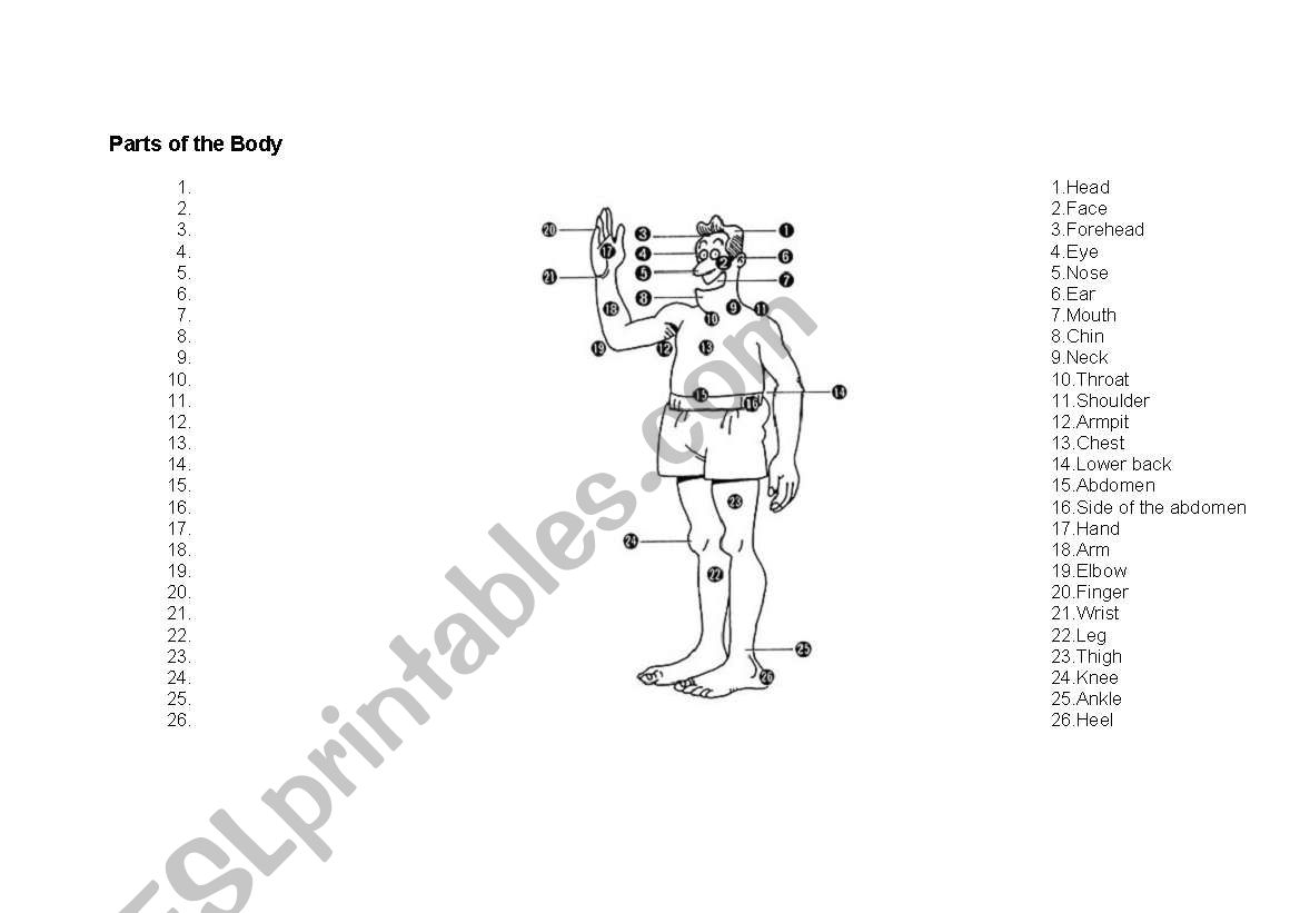 Parts of the body worksheet