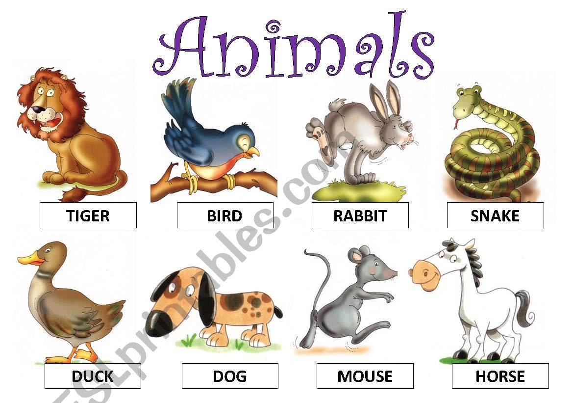 animals worksheet