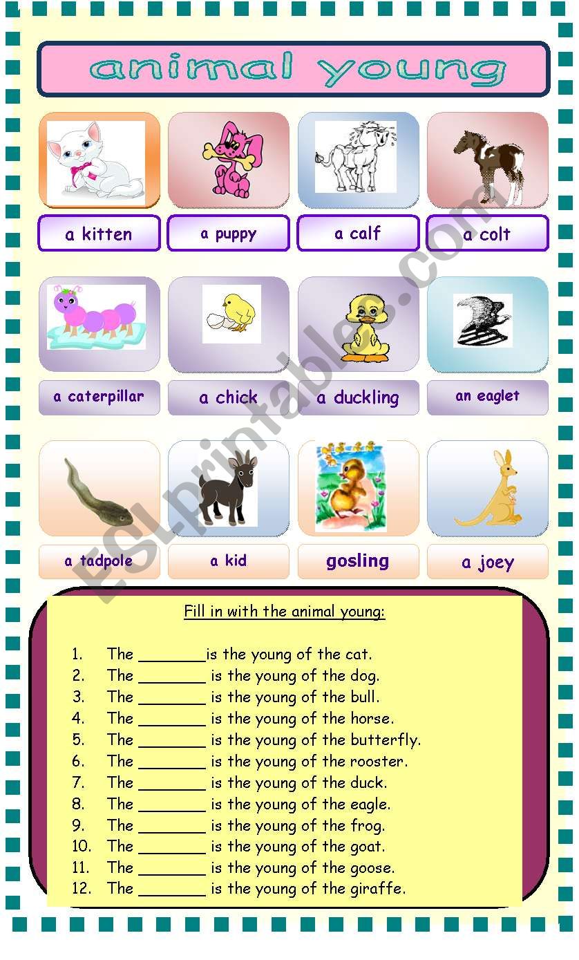 animal young worksheet worksheet