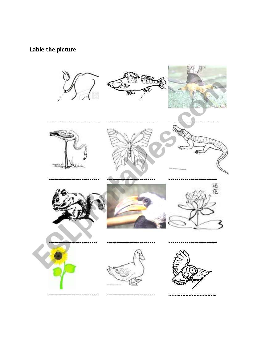 animals worksheet