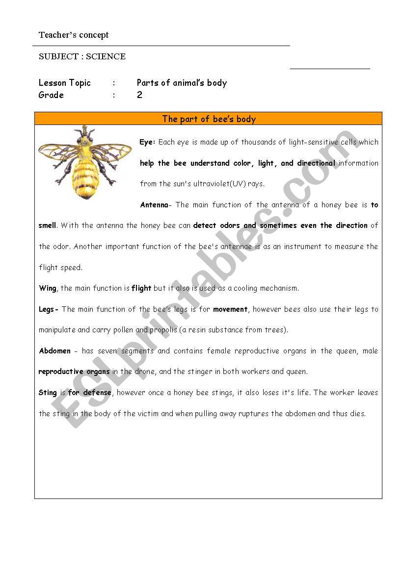 The Bees part of body worksheet