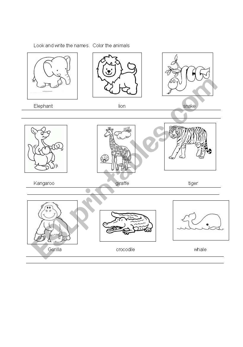 wild animals worksheet