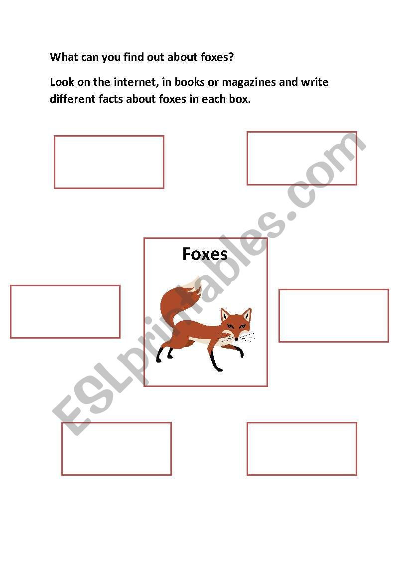 Finding out about foxes worksheet
