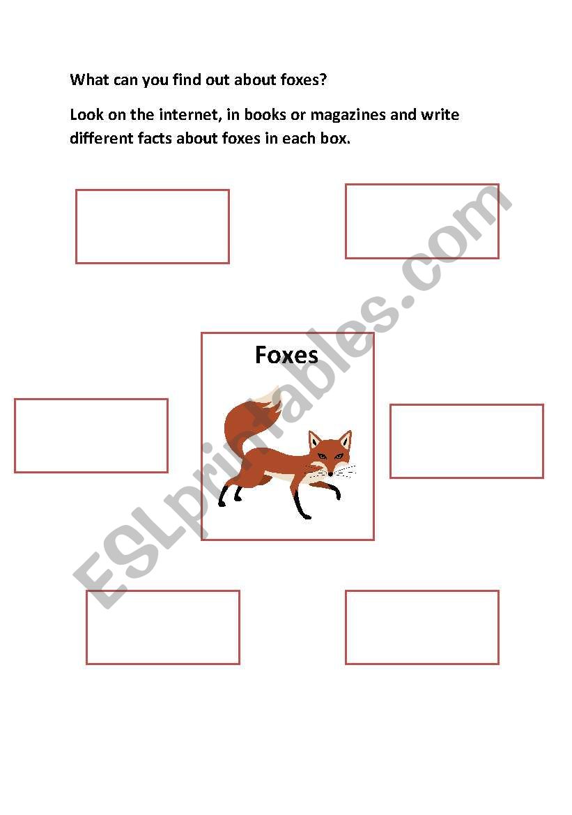 Finding out about foxes worksheet