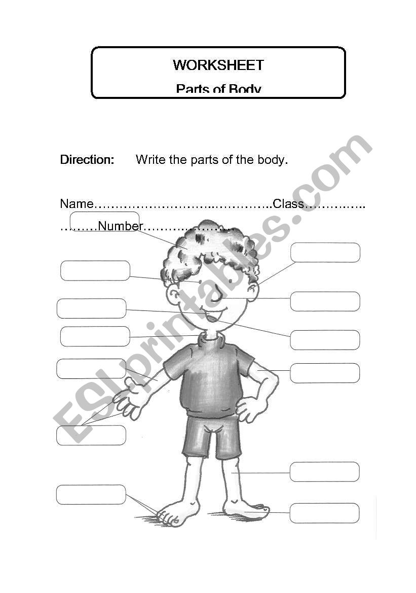 parts of body worksheet