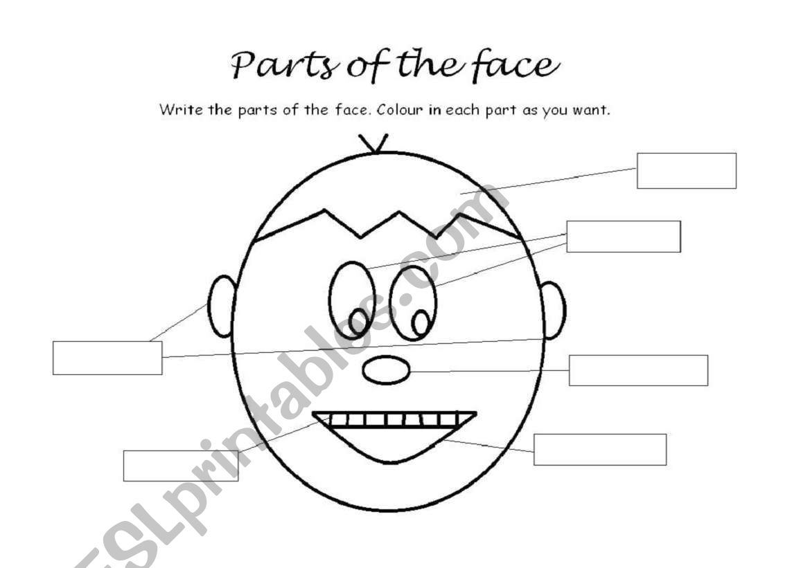 Parts of the face worksheet