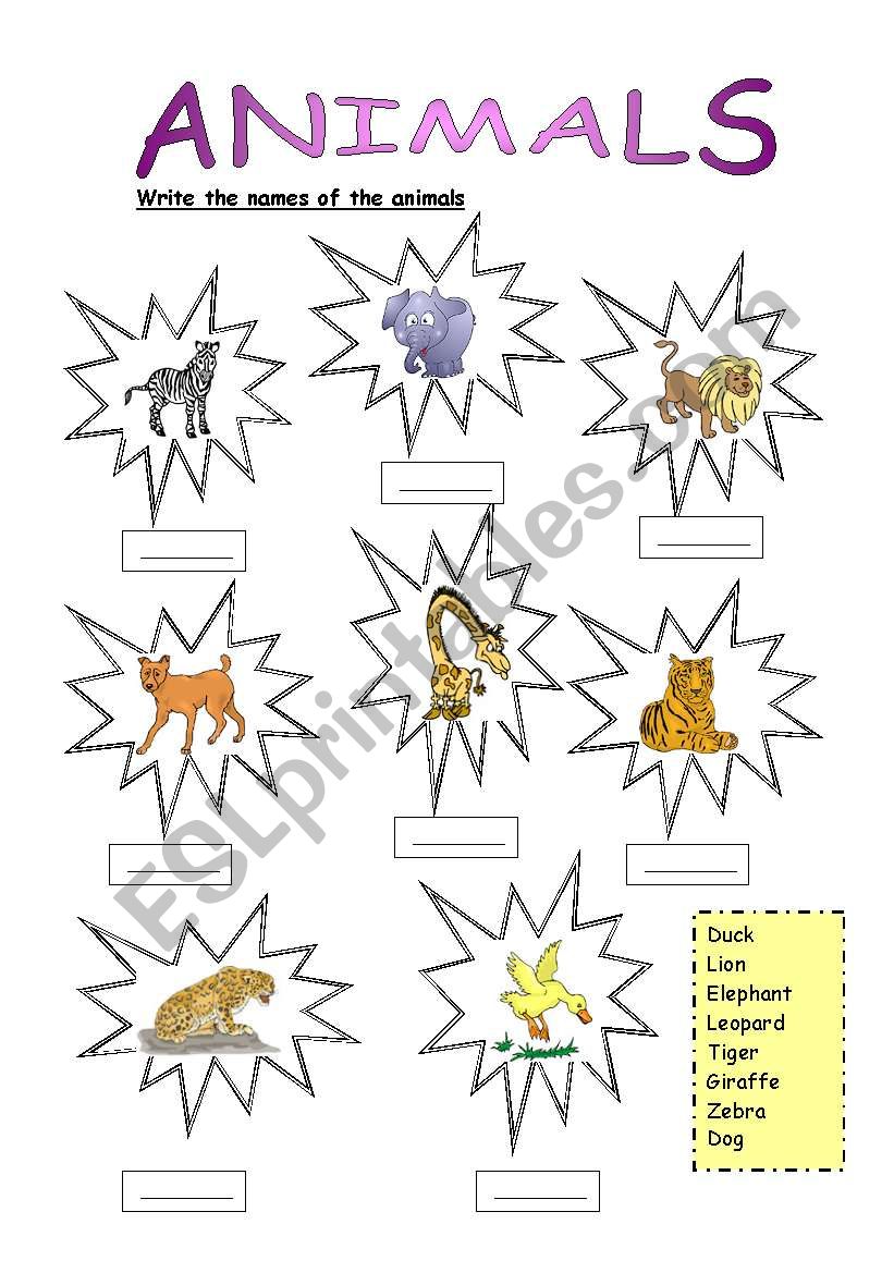 animals worksheet