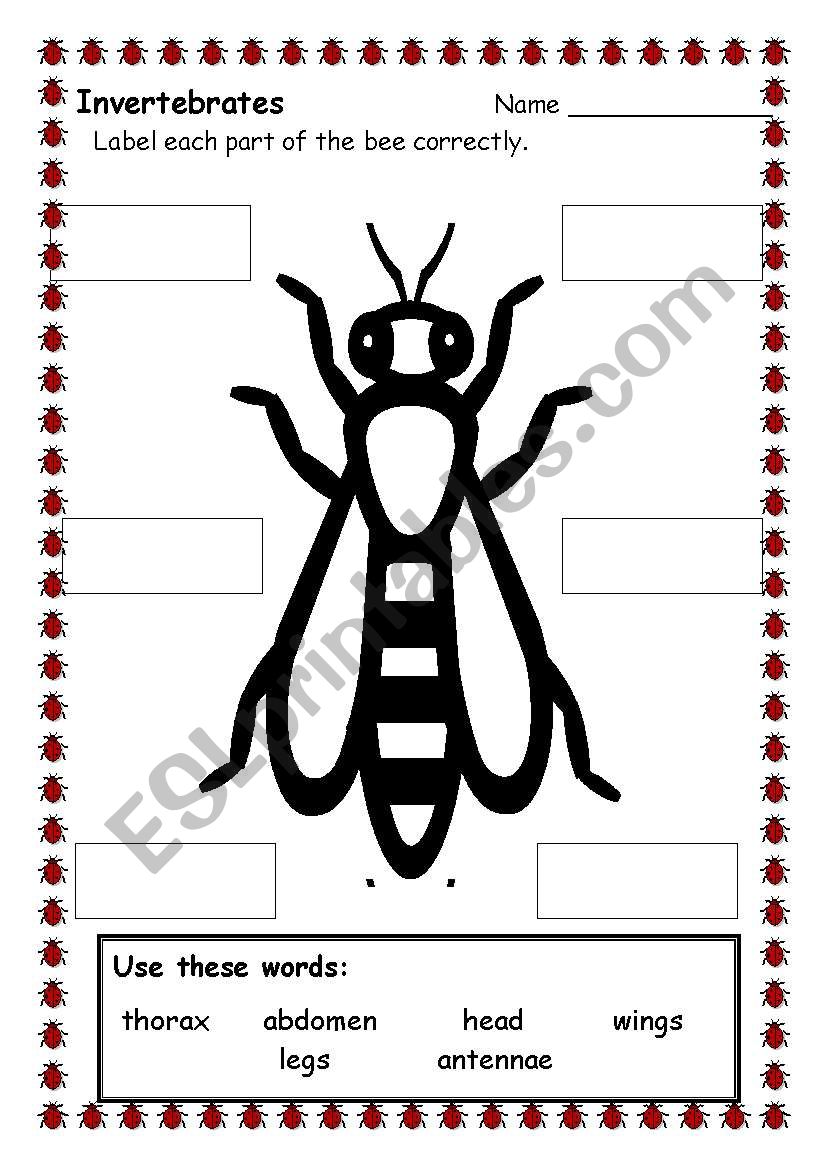 bee parts worksheet