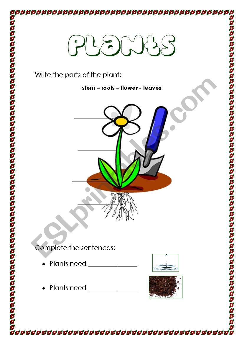 Plants worksheet