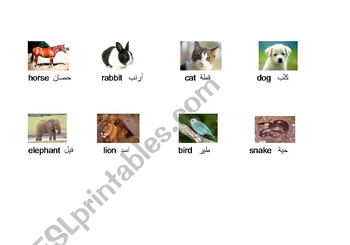 Names of some animals in English and Arabic - ESL worksheet by kuzechi