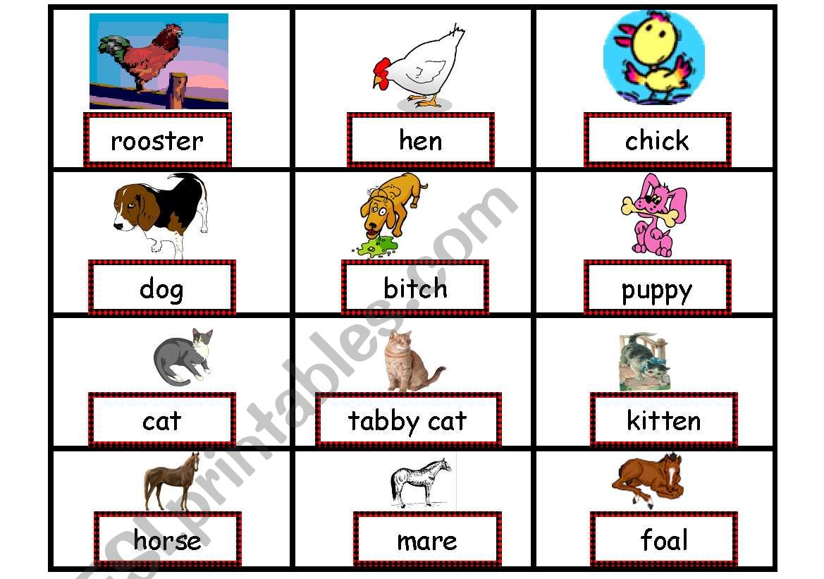 animal families worksheet