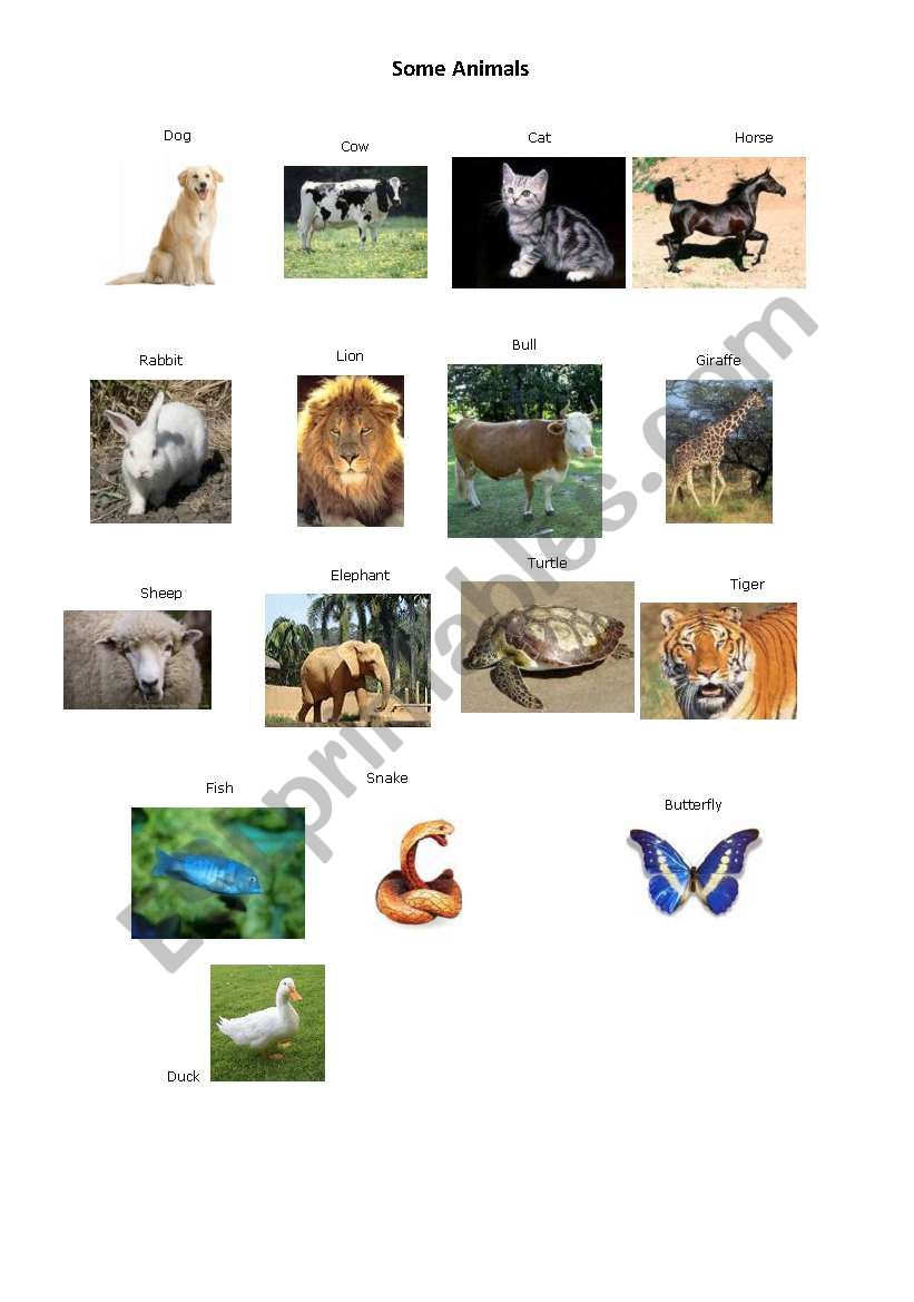 Some Animals worksheet