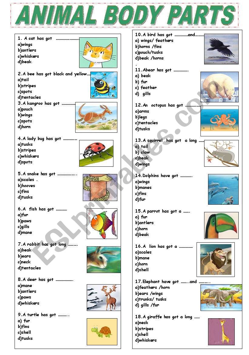 ANIMAL BODY PARTS worksheet