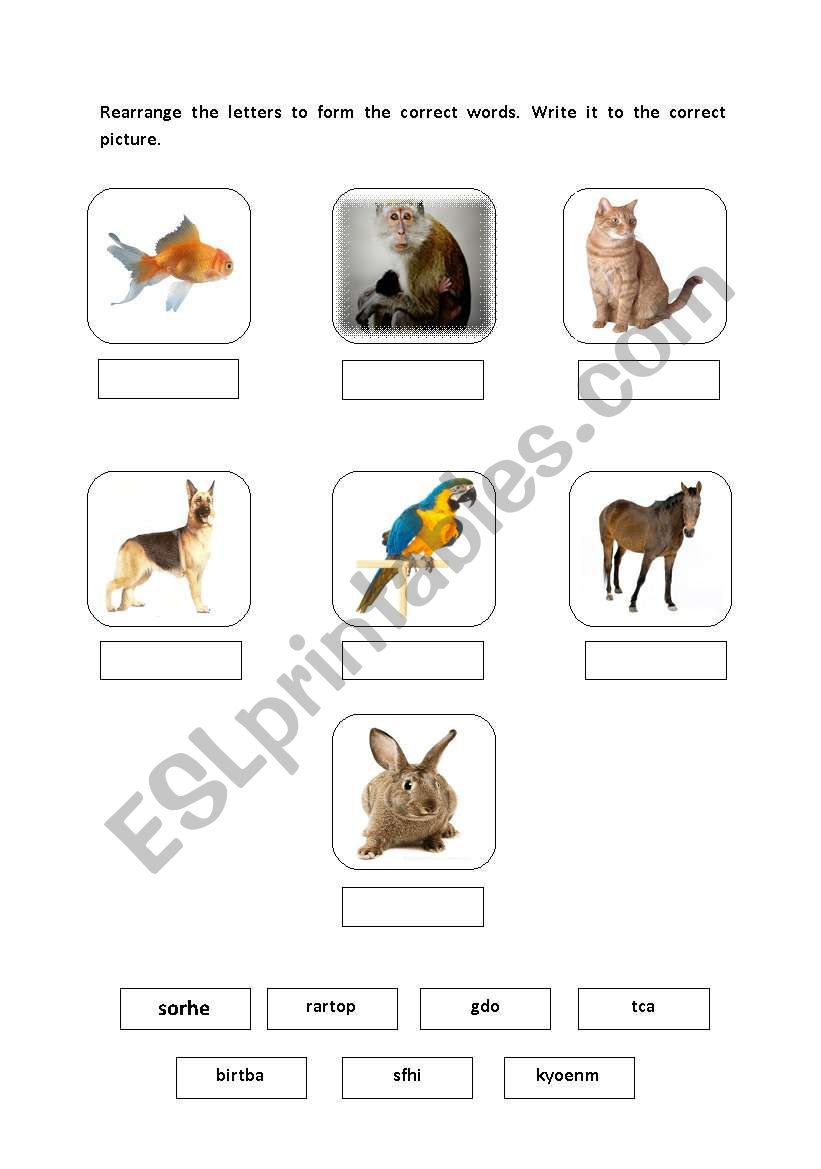 Animal worksheet