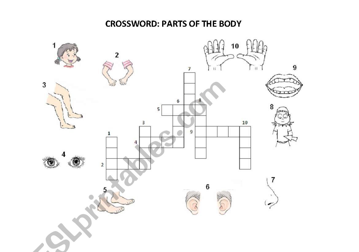 parts of the body crossword worksheet
