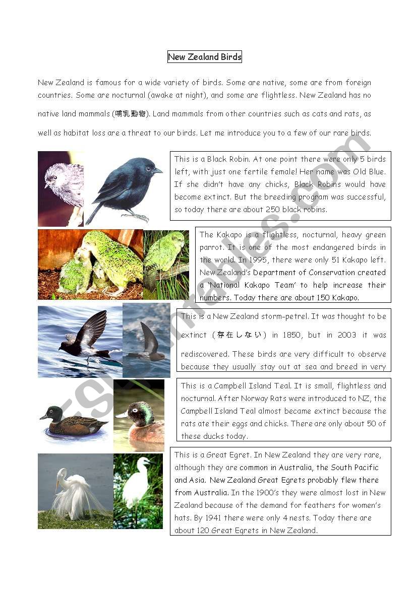 NZ Birds Reading Comprehension 