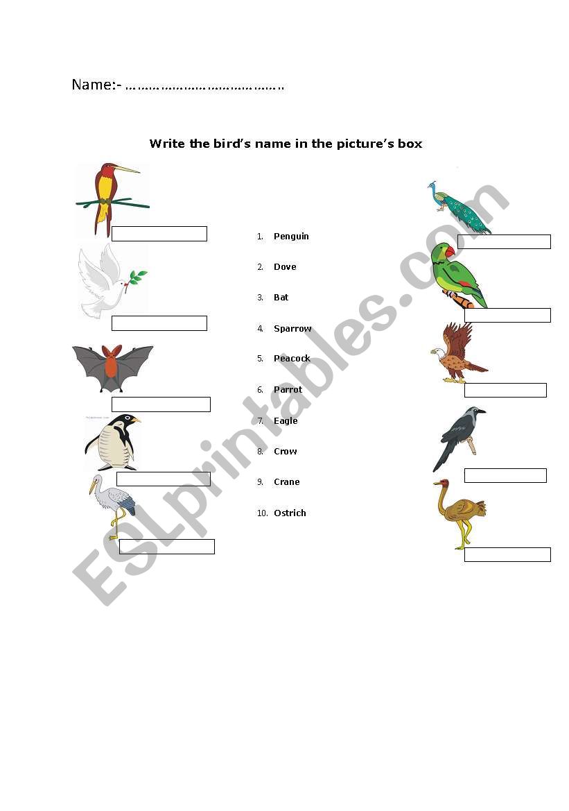 Write the birds name in the pictures box