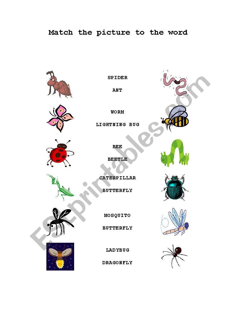 Insects worksheet