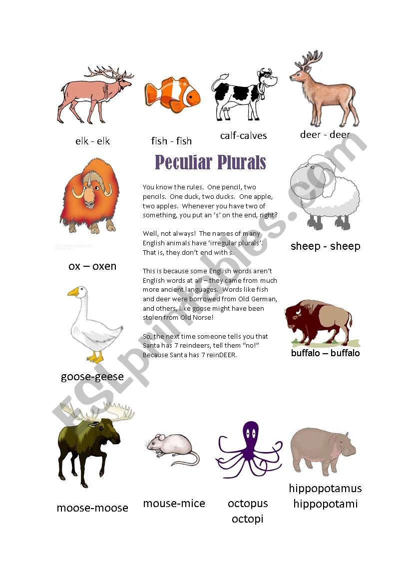 Peculiar Plurals Irregular Animal Plurals Worksheet ESL Worksheet By Soylord gmail