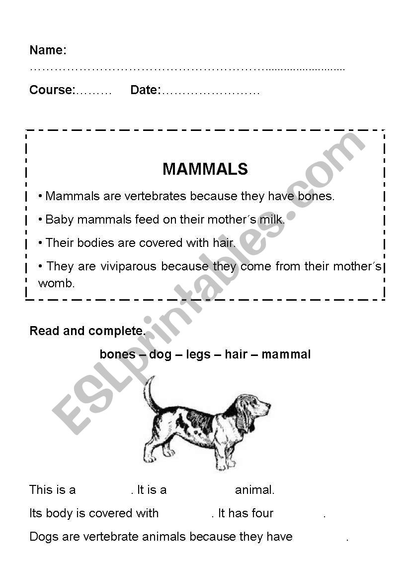 Mammals worksheet