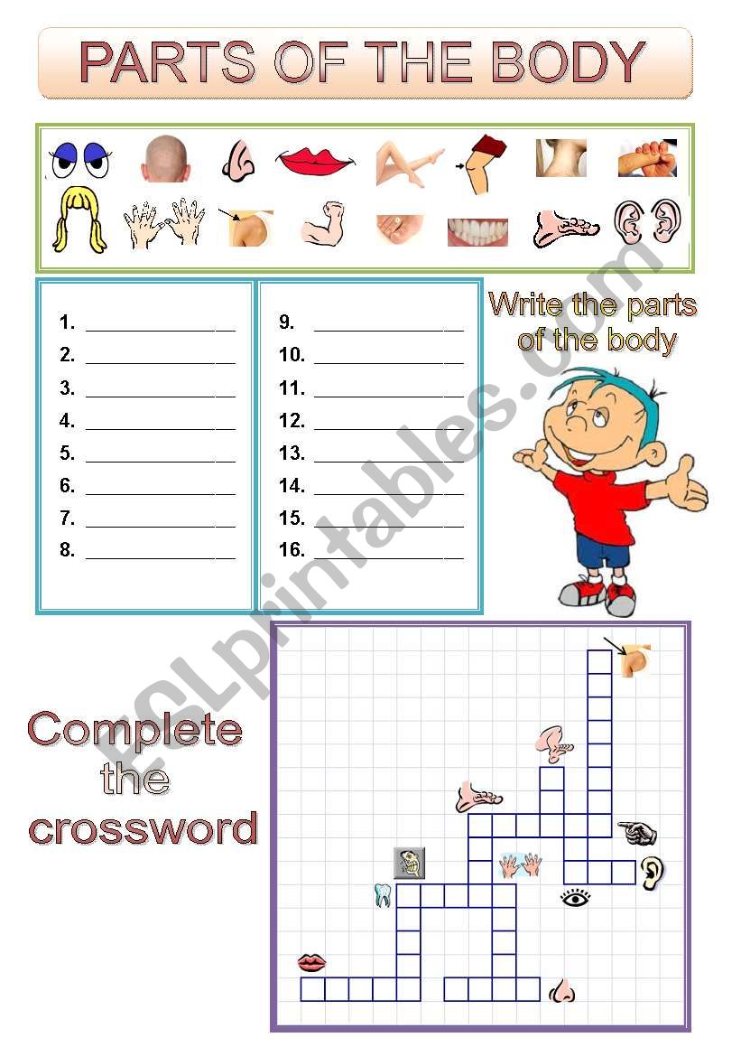 PARTS OF THE BODY worksheet